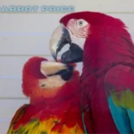 macaw parrot price