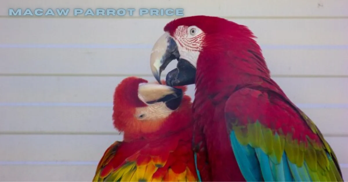 macaw parrot price