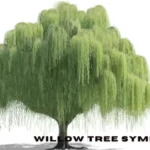 willow tree symbolism